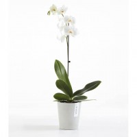Circular & Co Eco Recycled Orchid Pot Morinda 
